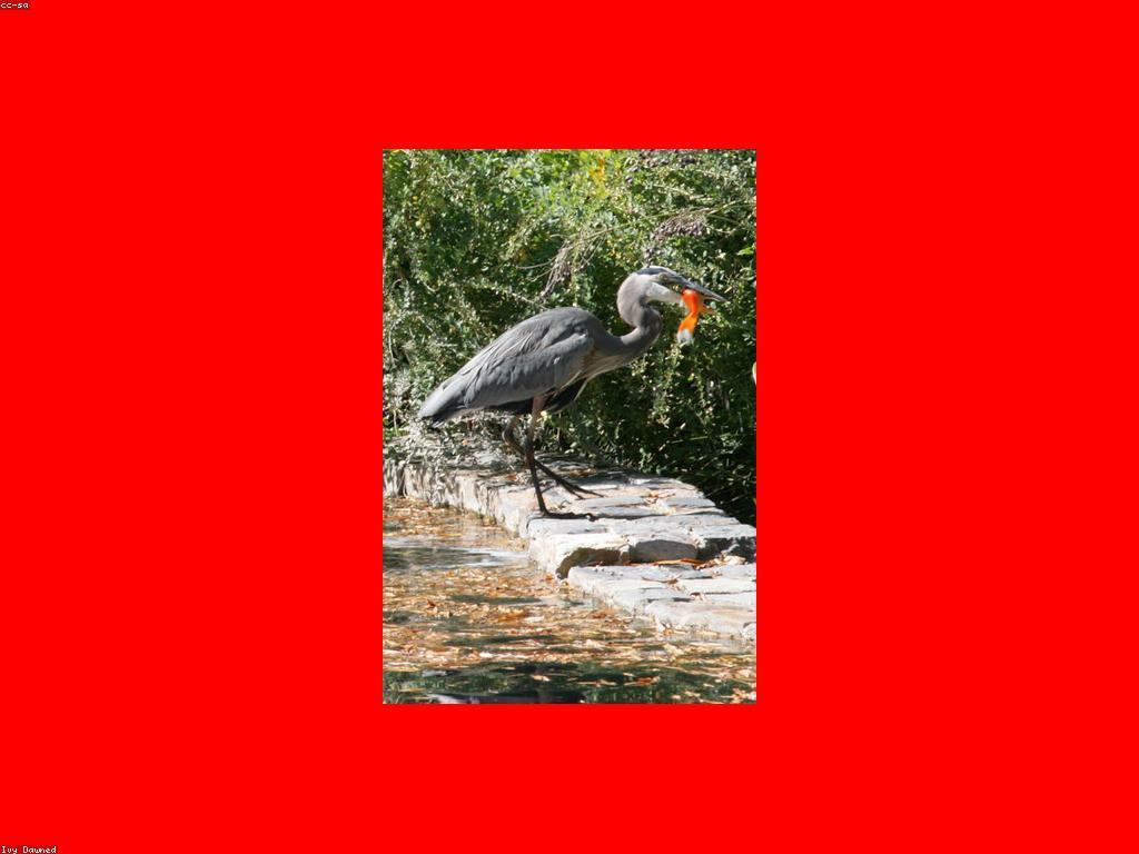 គន្លឹះសំរាប់ការបាញ់ត្រីជោគជ័យ